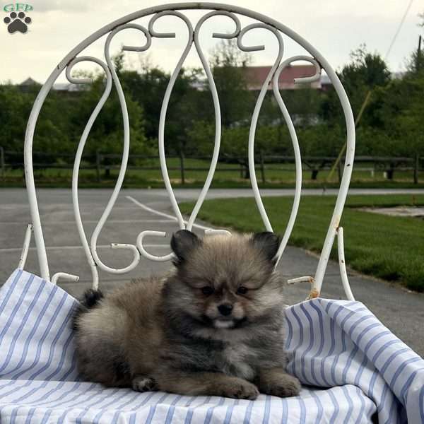 Elsa, Pomeranian Puppy
